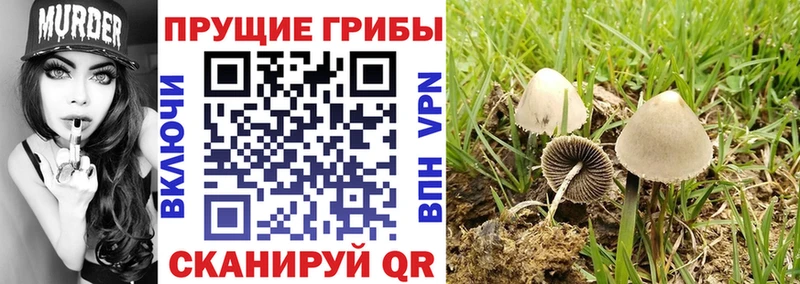 Псилоцибиновые грибы Magic Shrooms  Ессентукская 